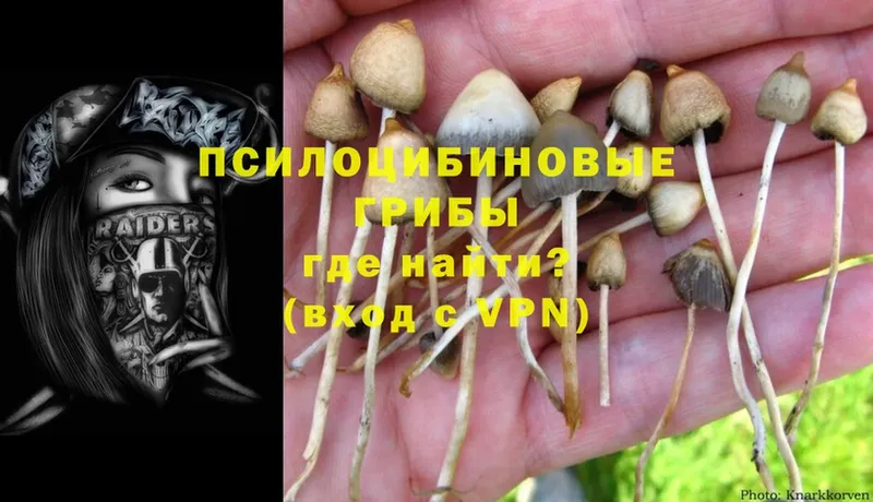 нарко площадка какой сайт  Кудрово  Псилоцибиновые грибы Magic Shrooms 