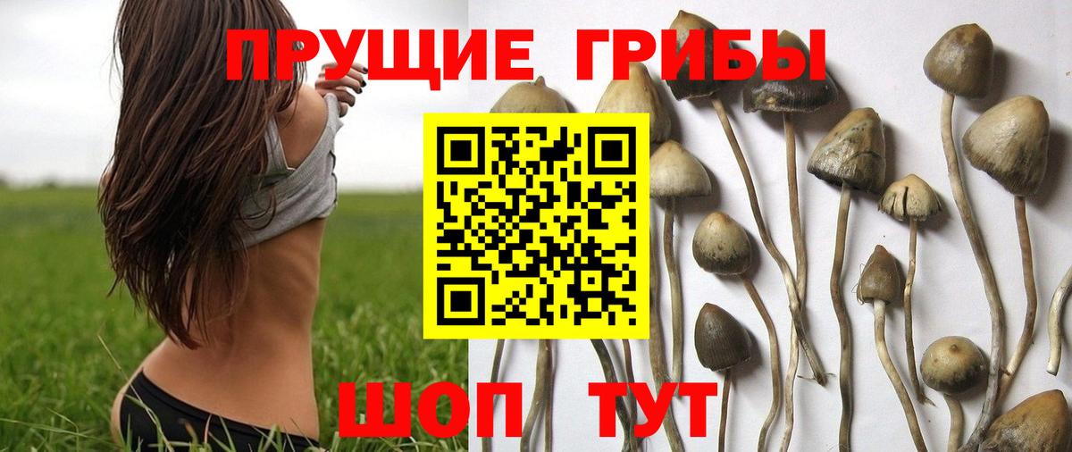 Галлюциногенные грибы Cubensis  Псилоцибиновые грибы ЛСД  Кудрово  Вход с VPN 